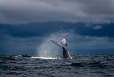 Captivating image of a humpback whale's tail creating a splash against a dramatic sky.