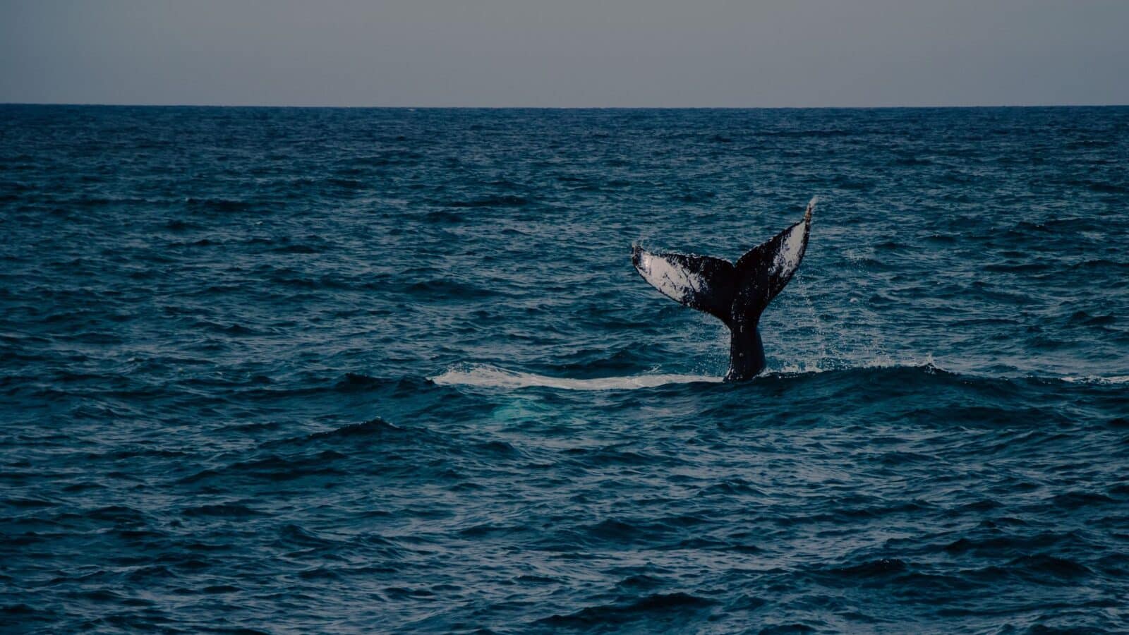 Captivating view of a humpback whale tail in Cabo San Lucas, Mexico's serene ocean.